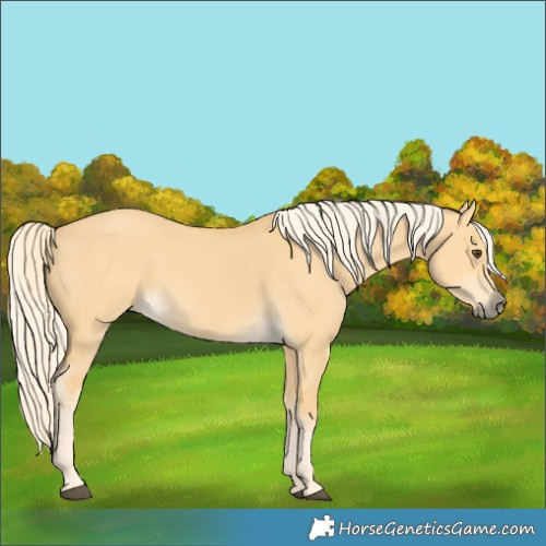 Horse Color:Palomino Dun 