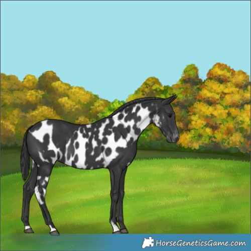 Horse Color:Black Skewed Appaloosa 