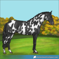 Horse Color:Black Skewed Appaloosa