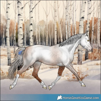 Horse Color:Gray Gold Champagne Tobiano 