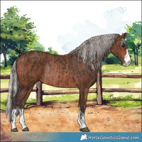 Horse Color:Brown Rabicano  and Silver Brown Rabicano 