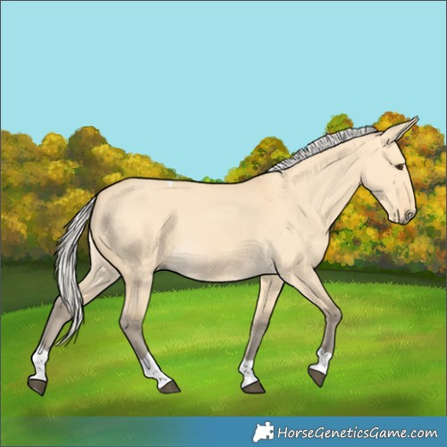 Horse Color:Silver Buckskin Dun Tobiano 