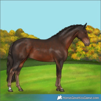 Horse Color:Liver Chestnut 
