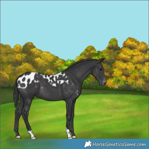 Horse Color:Black Skewed Appaloosa 