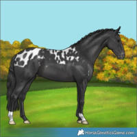 Horse Color:Black Skewed LP Spotted 