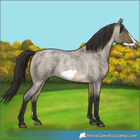 Horse Color:Buckskin Roan Dun Sabino Frame