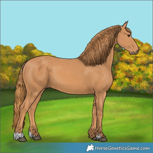 Horse Color:Chestnut 