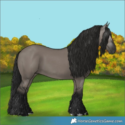 Horse Color:Gray Grullo