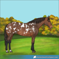 Horse Color:Bay Appaloosa 