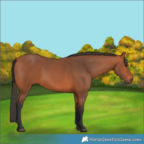 Horse Color:Unknown 
