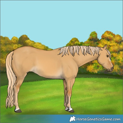 Horse Color:Palomino Dun 