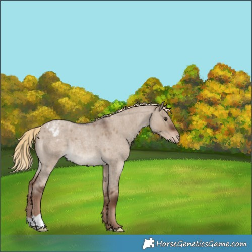 Horse Color:Liver Red Dun Roan Varnish Rabicano 