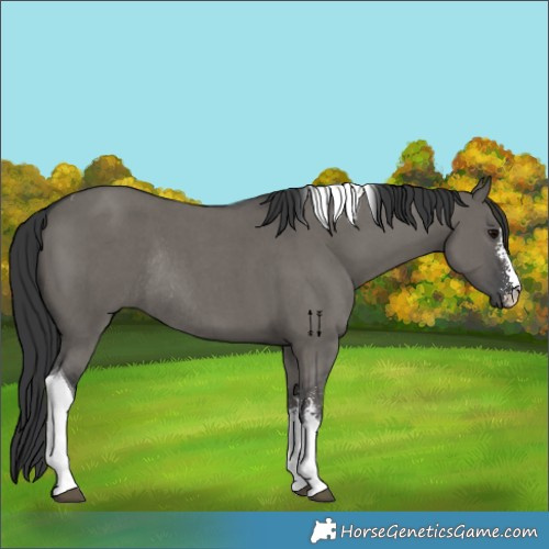 Horse Color:Grullo Sabino Tobiano Rabicano