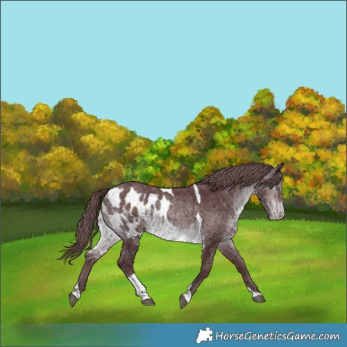 Horse Color:Chocolate Brown Chinchilla Tobiano Skewed Appaloosa 