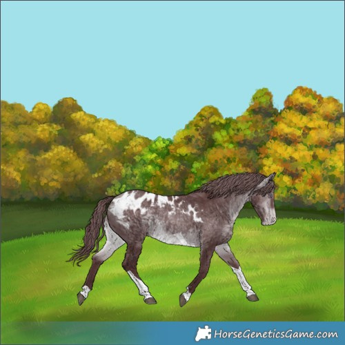Horse Color:Chocolate Bay Chinchilla Tobiano Skewed LP Spotted 