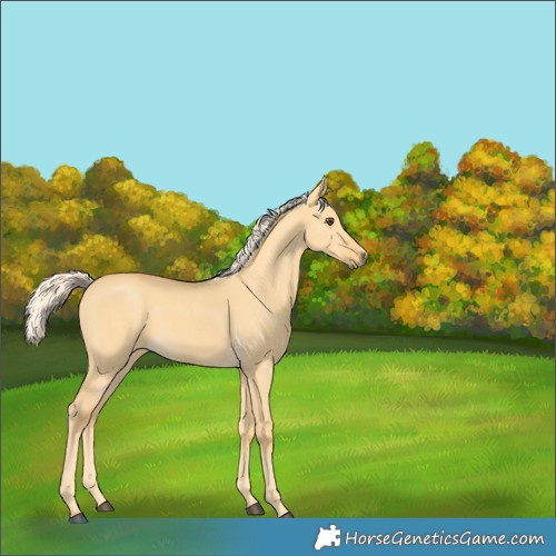 Horse Color:Palomino Dun 