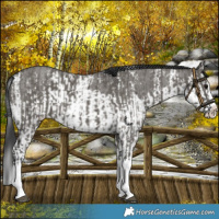 Horse Color:Grullo Sabino Splash and Grullo Sabino Splash