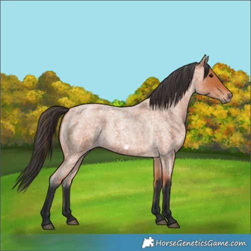 Horse Color:Bay Roan Frame 