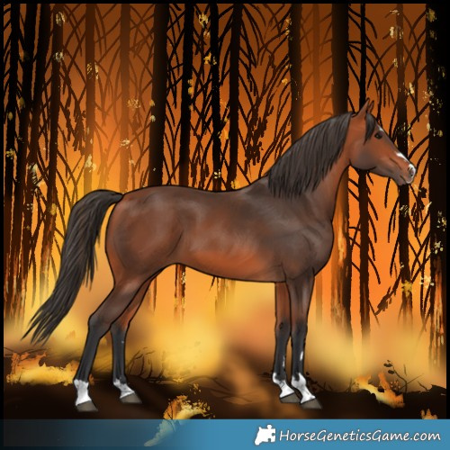 Horse Color:Bay 