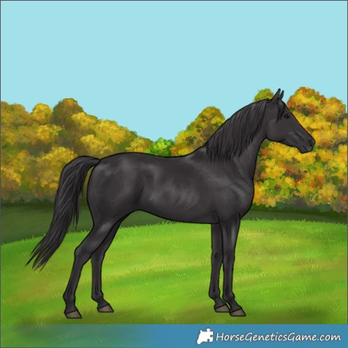Horse Color:Smoky Black 