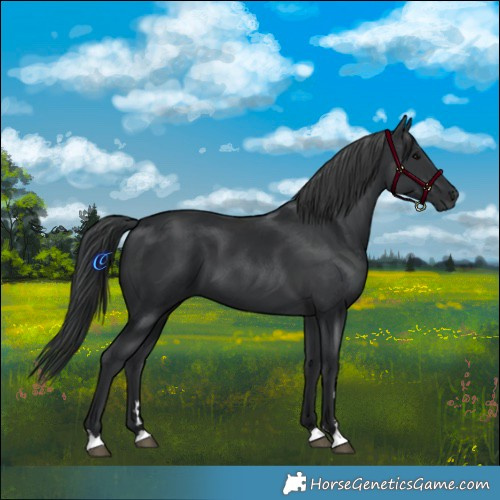 Horse Color:Black 