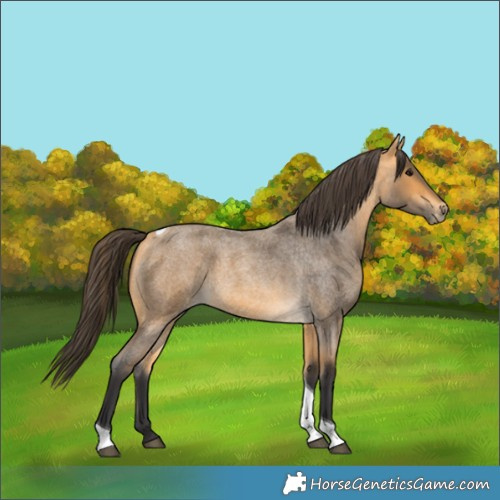 Horse Color:Buckskin Roan Tobiano 