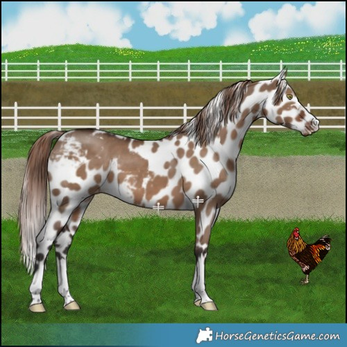 Horse Color:Liver Red Dun Skewed LP Spotted 