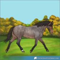 Horse Color:Brown Roan Appaloosa 