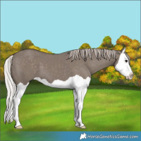 Horse Color:Silver Grullo Splash