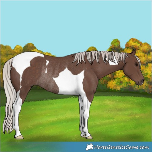 Horse Color:Silver Black Tobiano Rabicano 