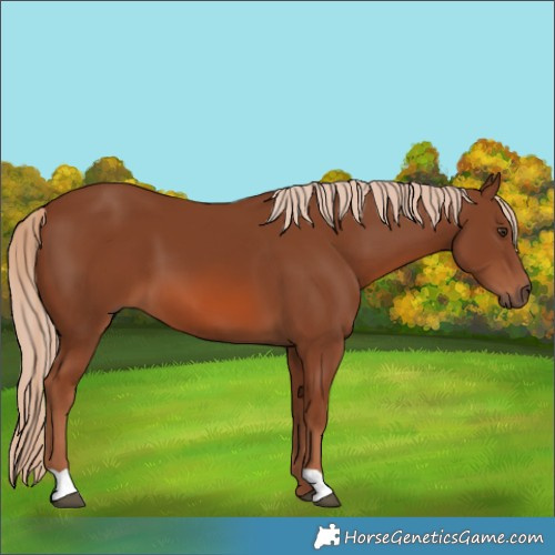 Horse Color:Chestnut 