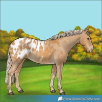 Horse Color:Palomino Appaloosa