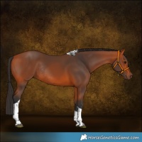 Horse Color:Bay Tobiano Rabicano 