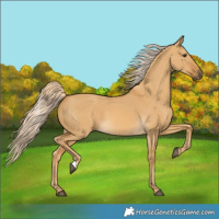 Horse Color:Palomino Dun