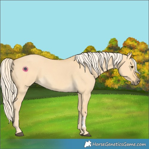 Horse Color:Palomino Dun 