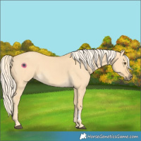 Horse Color:Palomino Dun 