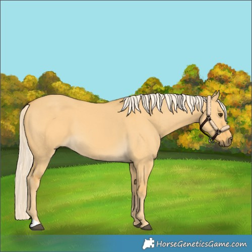 Horse Color:Palomino Dun 