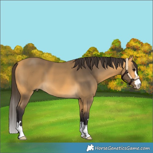 Horse Color:Buckskin 