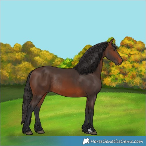 Horse Color:Brown Rabicano  and Brown Rabicano 