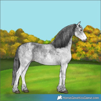 Horse Color:Gray White Spotted Black  and Gray White Spotted Black 