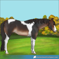 Horse Color:Brown Tobiano