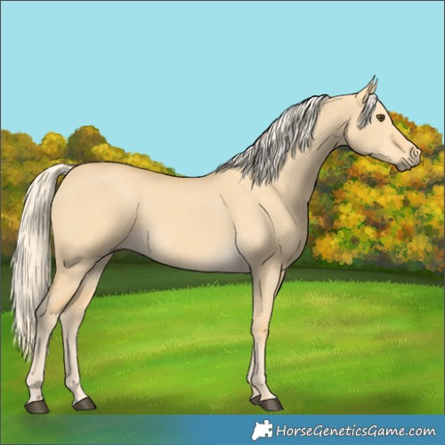Horse Color:Palomino Dun