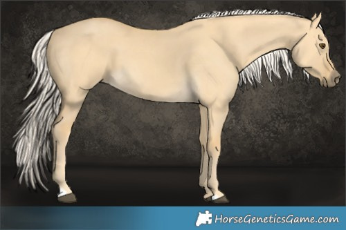 Horse Color:Palomino Dun 