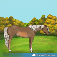 Horse Color:Chocolate Palomino 