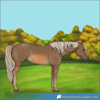 Horse Color:Chocolate Palomino 