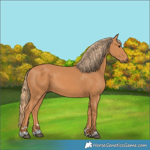 Horse Color:Chestnut 