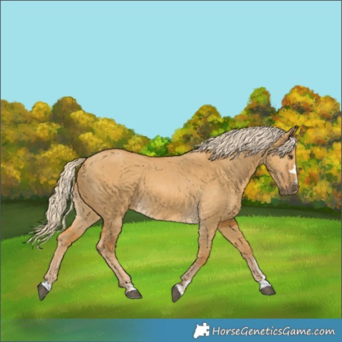 Horse Color:Palomino Dun 