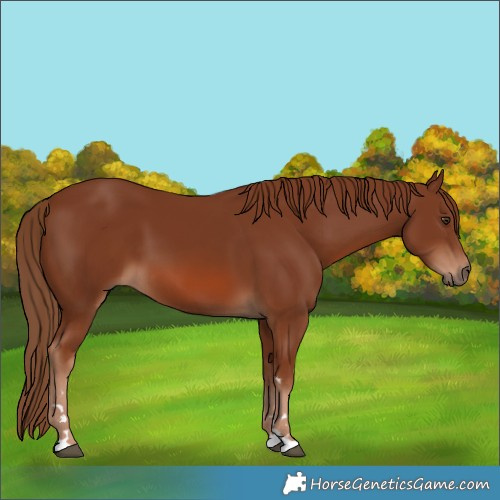 Horse Color:Chestnut 