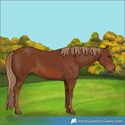 Horse Color:Chestnut 