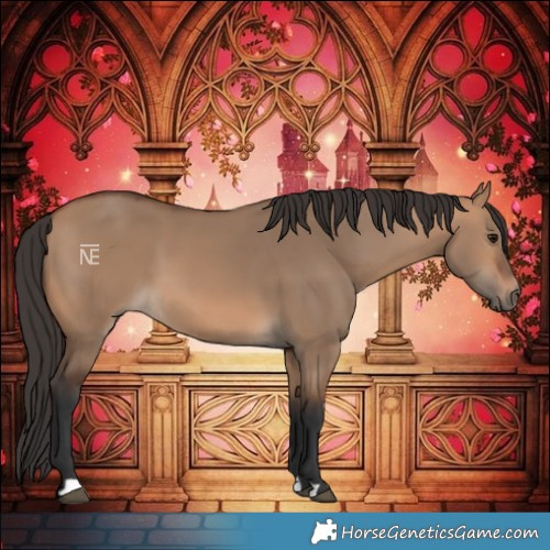 Horse Color:Bay Dun 